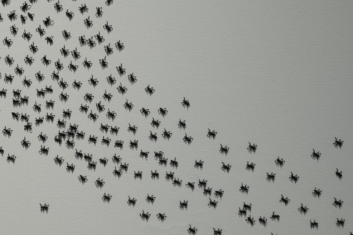 Титульное изображение для страницы события: большая группа черных насекомых бежит по белой стене