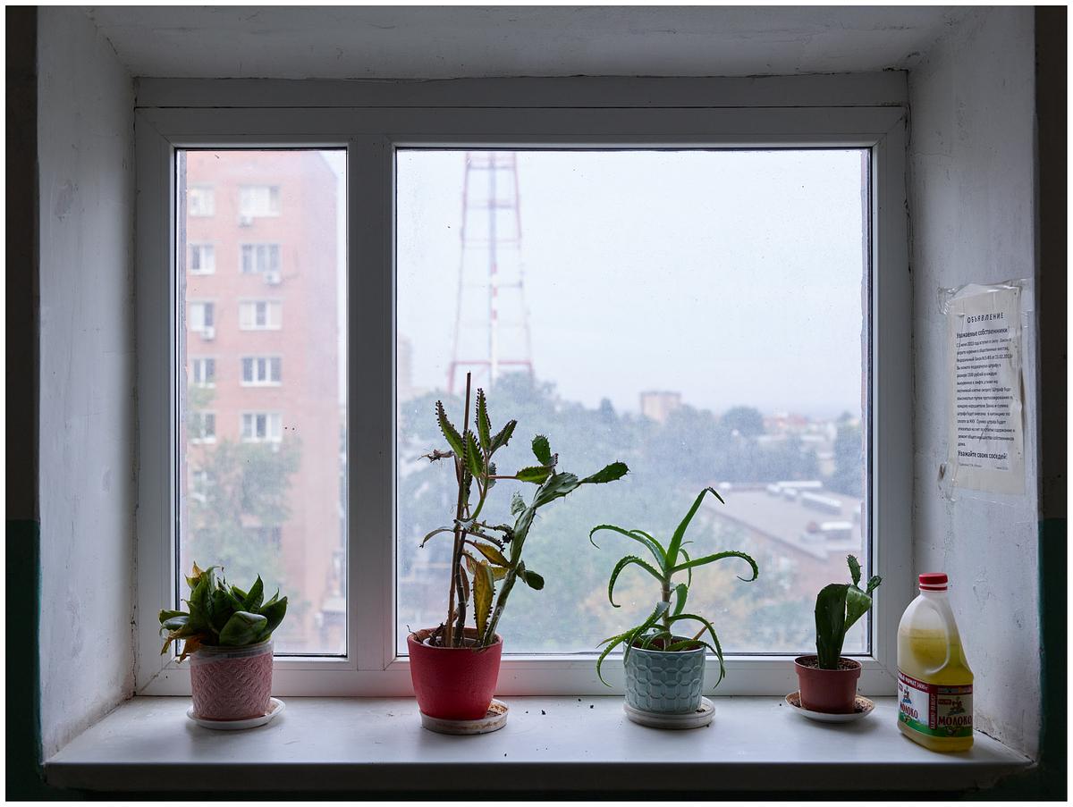 Титульное изображение для страницы события: четыре горшка с комнатными растениями стоят в ряд на подоконнике