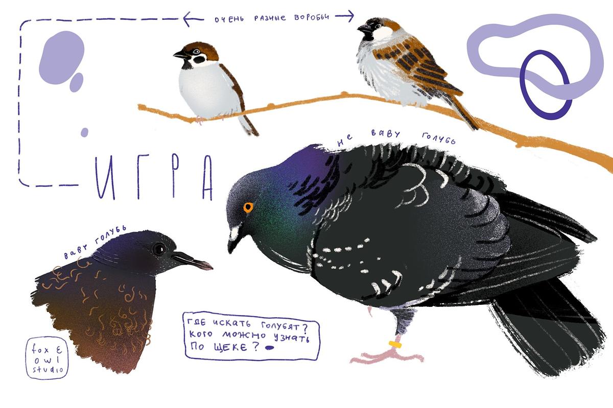 Титульное изображение для страницы события: коллаж с рисунками разных видов воробьев и голубей и надписью «Игра»