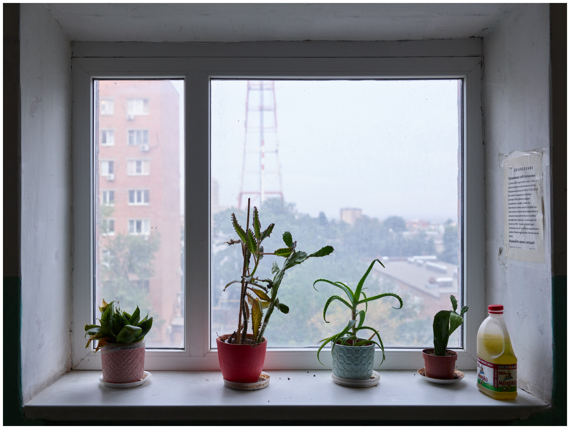 Четыре горшка с комнатными растениями стоят в ряд на подоконнике